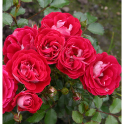 Corazon (Potted Rose)